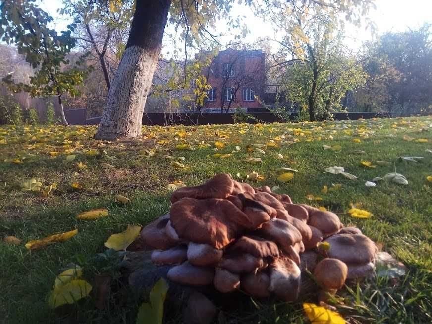Аренда 5к дома в Киеве,  Петропавловская ул., 2